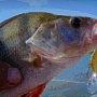 White Bass - "������"