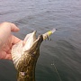 Pointer 128